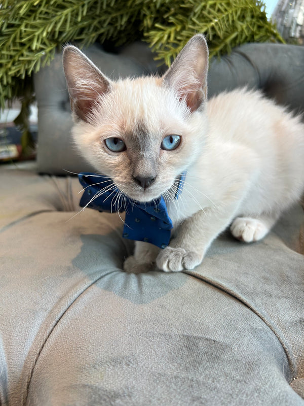 Tonkinois x Birman