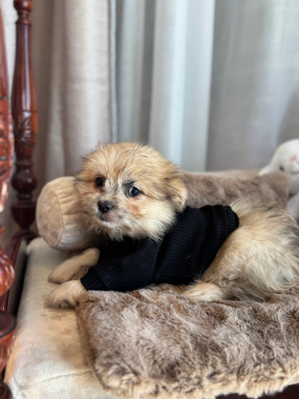 Shih tzu x Poméranien