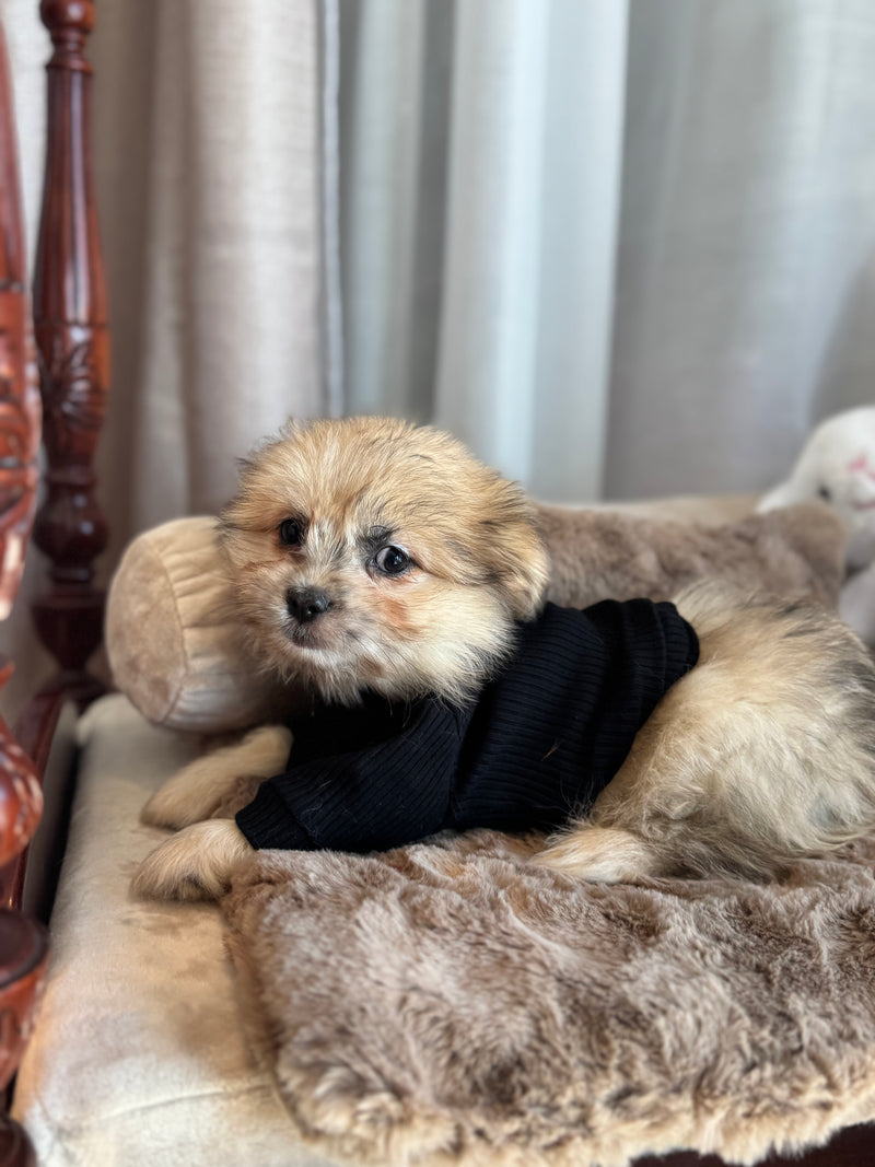 Shih tzu x Poméranien