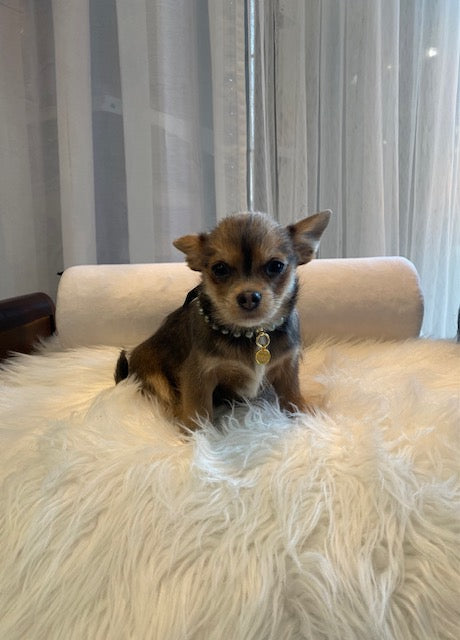 Shihtzu x Chihuahua