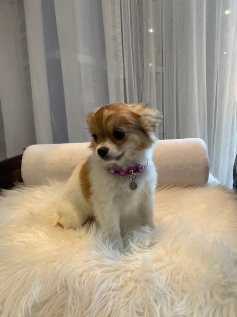 Shihtzu x Chihuahua