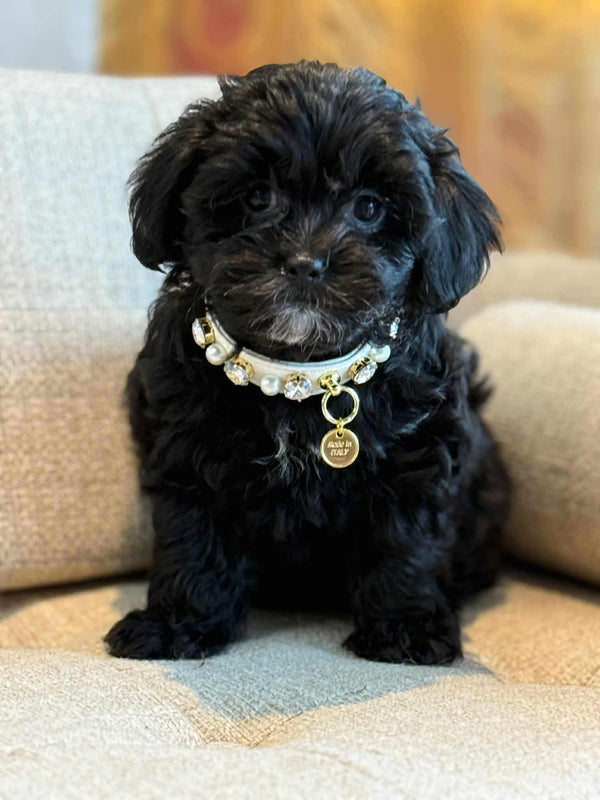 Shipoo