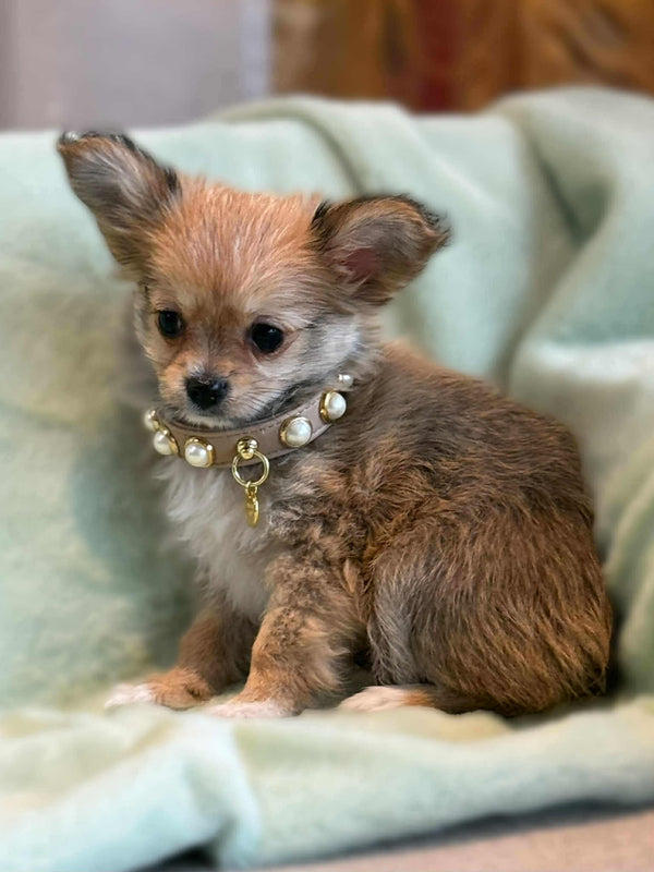 Chihuahua x Yorshire