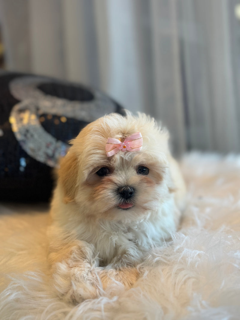 Shihtzu x Bichon