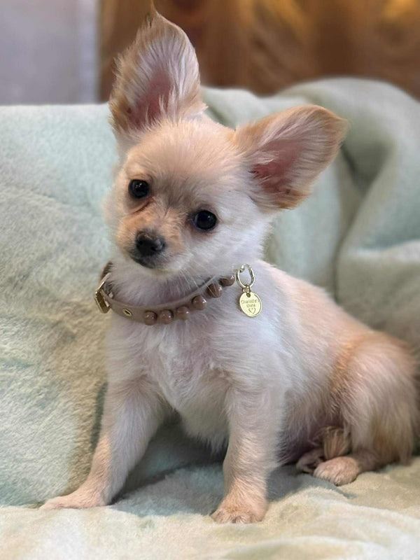 Chihuahua x Yorkshire