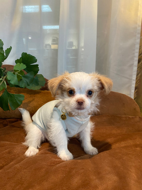 Morky x Shihtzu