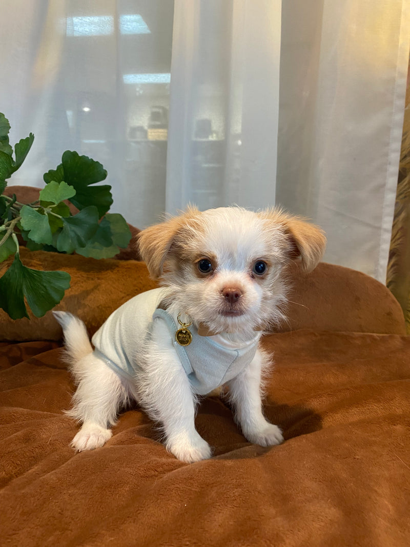 Morky x Shihtzu