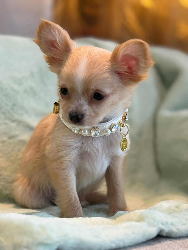 Chihuahua x Yorkshire