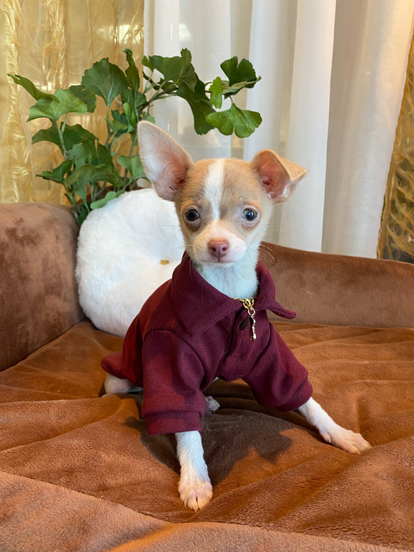 Chihuahua