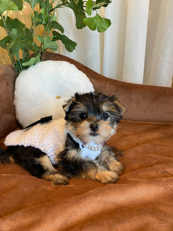 Bichon x Dachshund