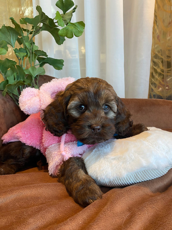 Cockapoo