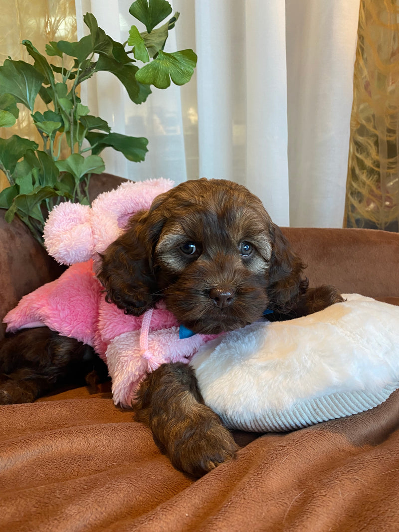 Cockapoo