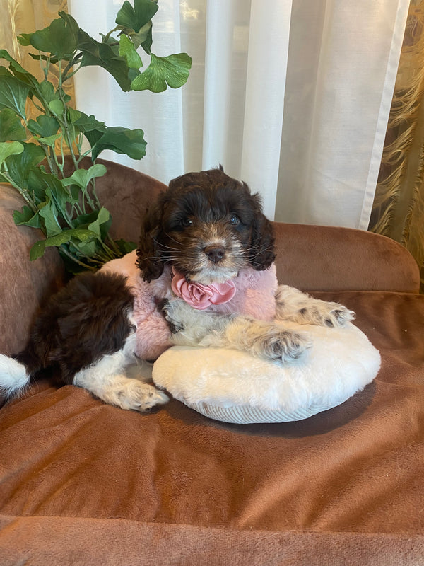 Cockapoo