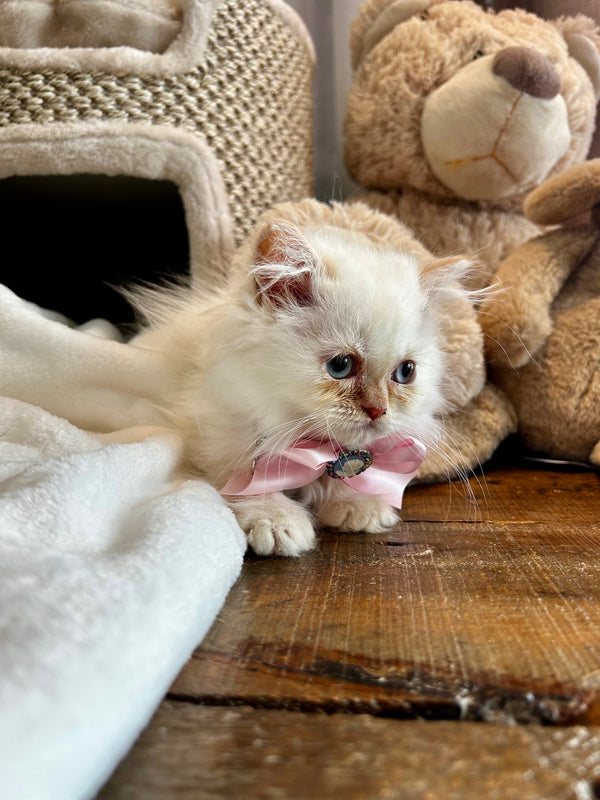 himalayen