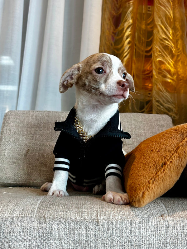 Poméranien x Chihuahua