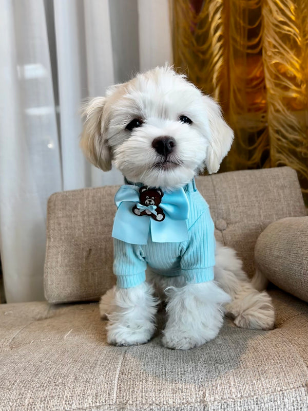 Bichon maltais