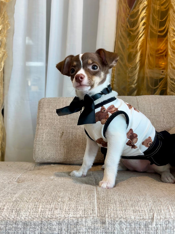Poméranien x Chihuahua