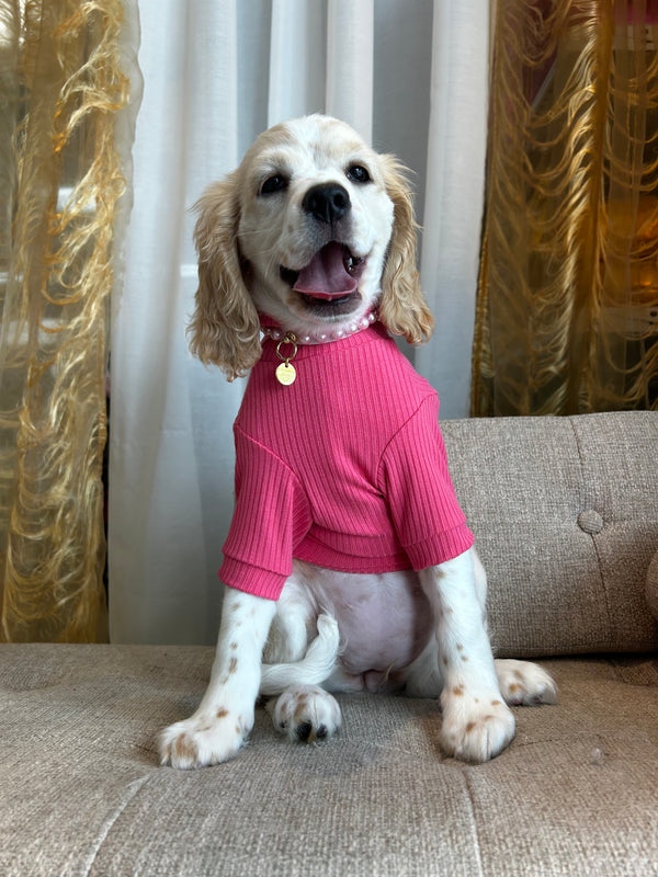 Cocker spaniel