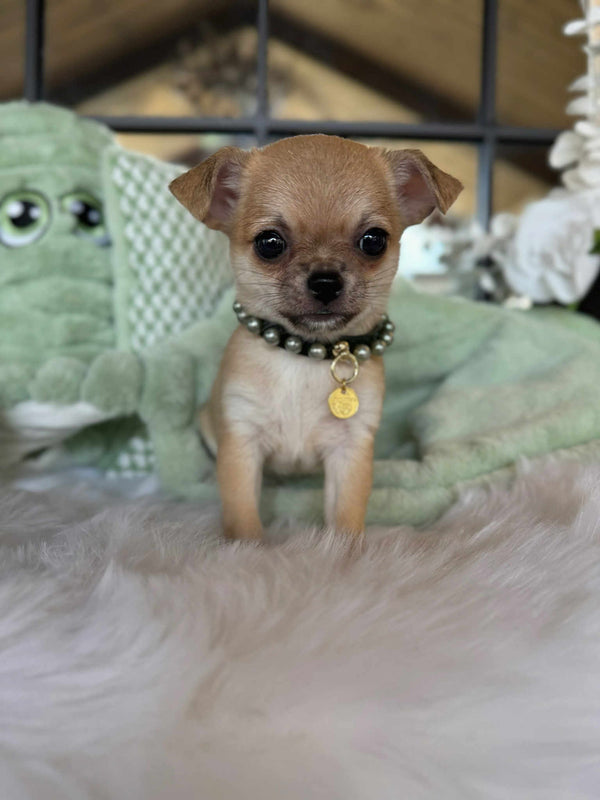 Chihuahua