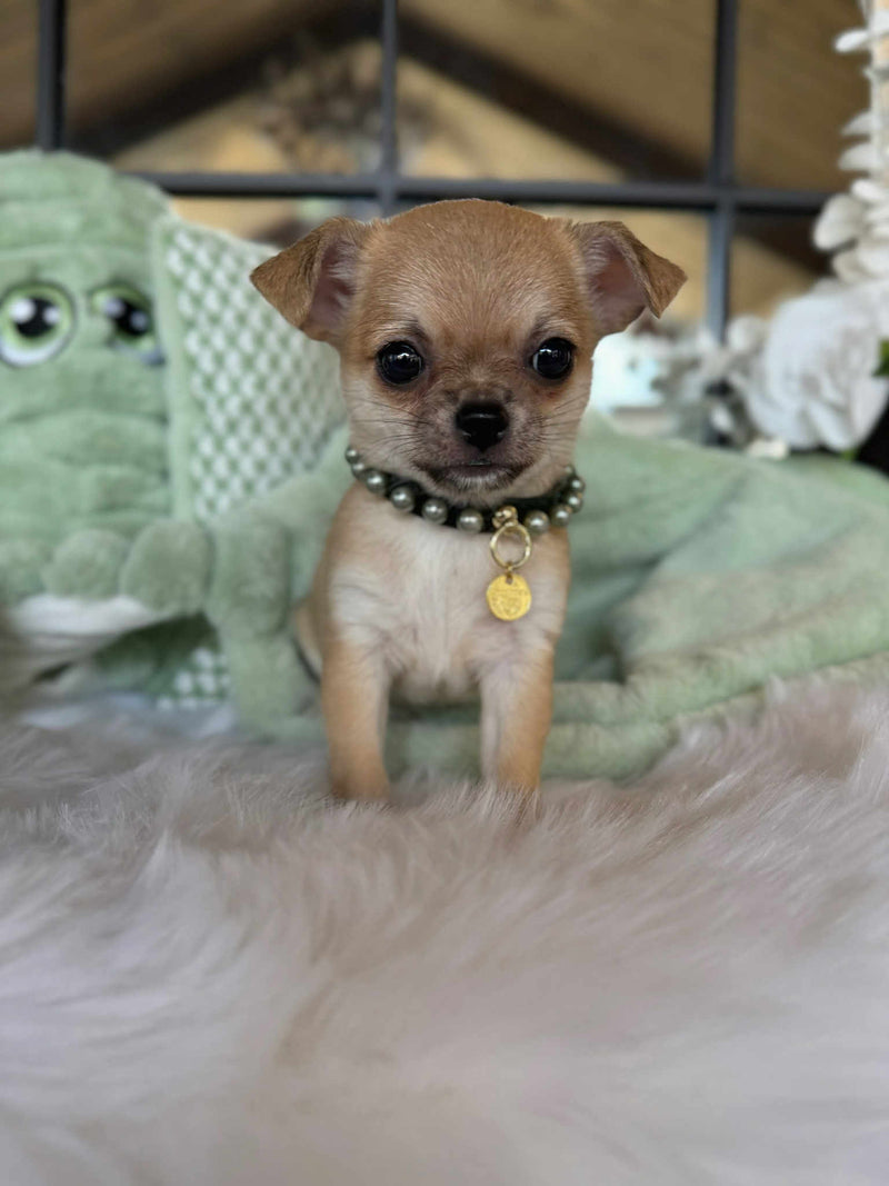 Chihuahua