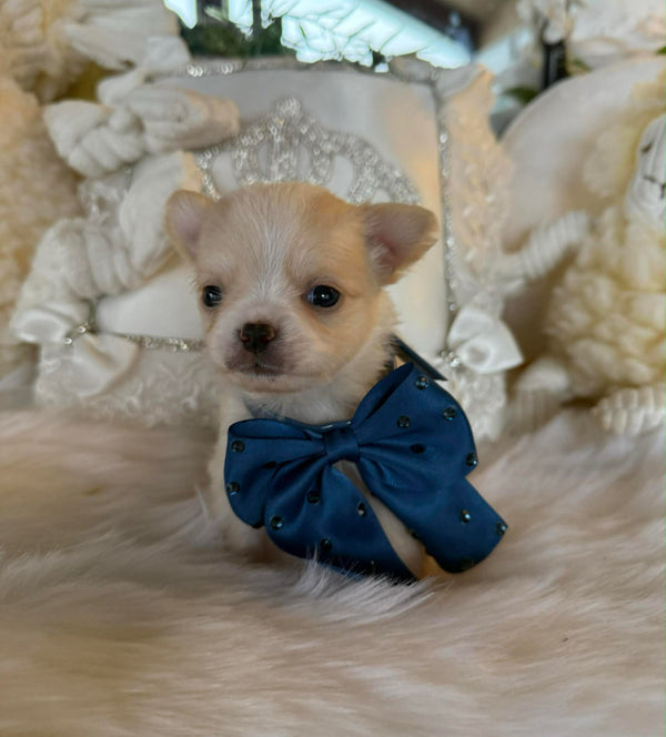 chihuahua poils longs