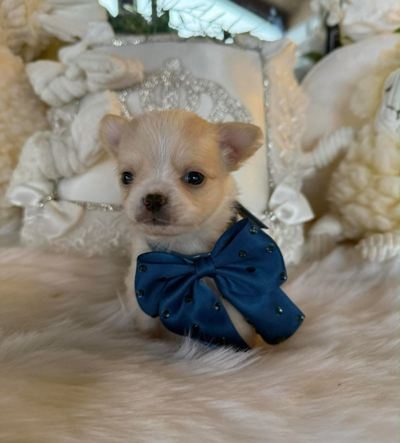 chihuahua poils longs