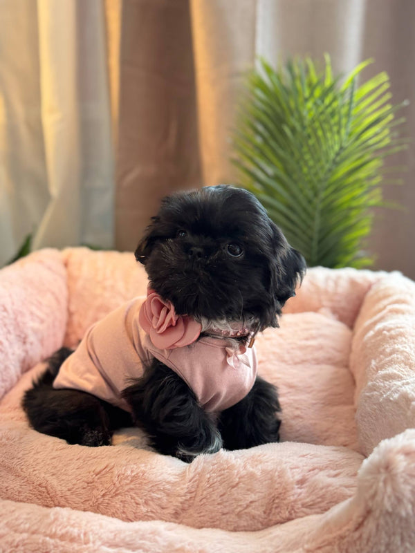 Shihtzu