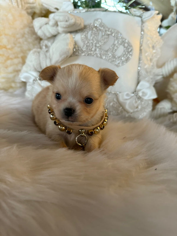 Chihuahua poils longs