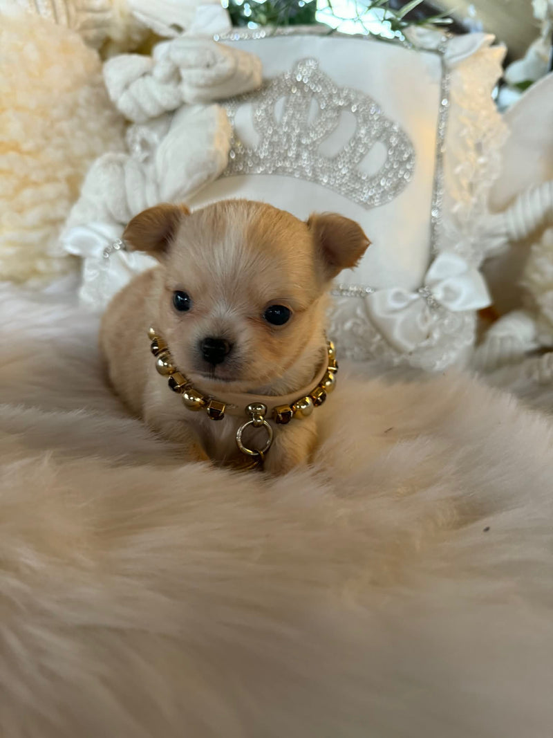 Chihuahua poils longs