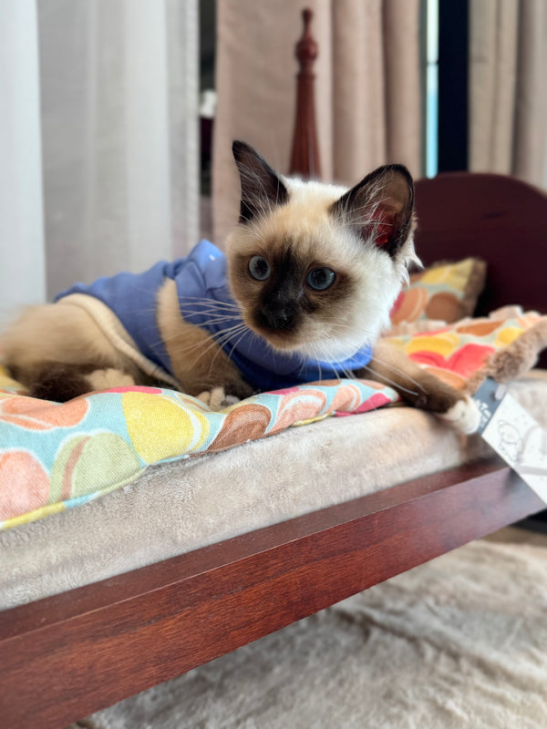 Birman