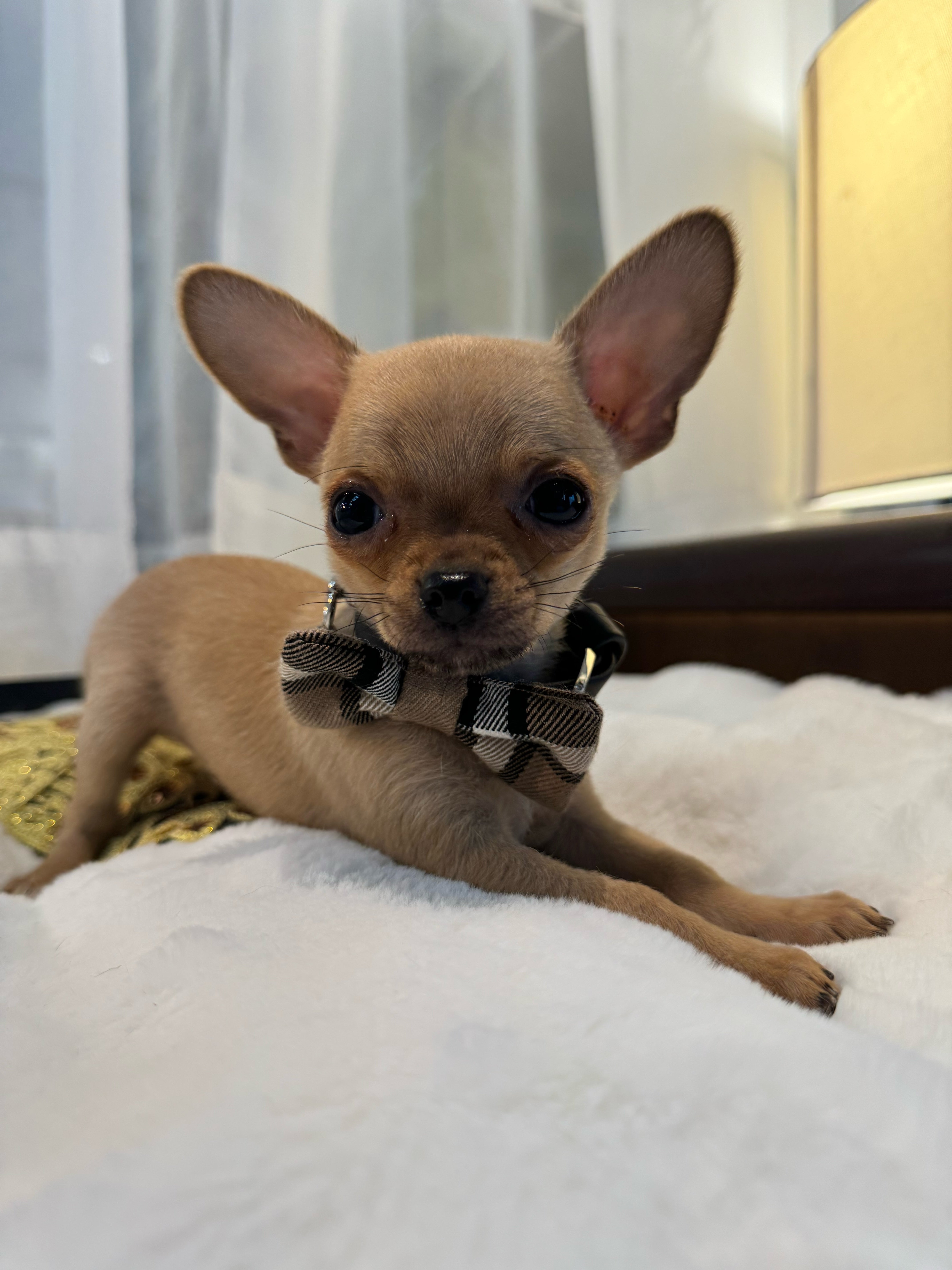 Chihuahua – Rouki froufrou