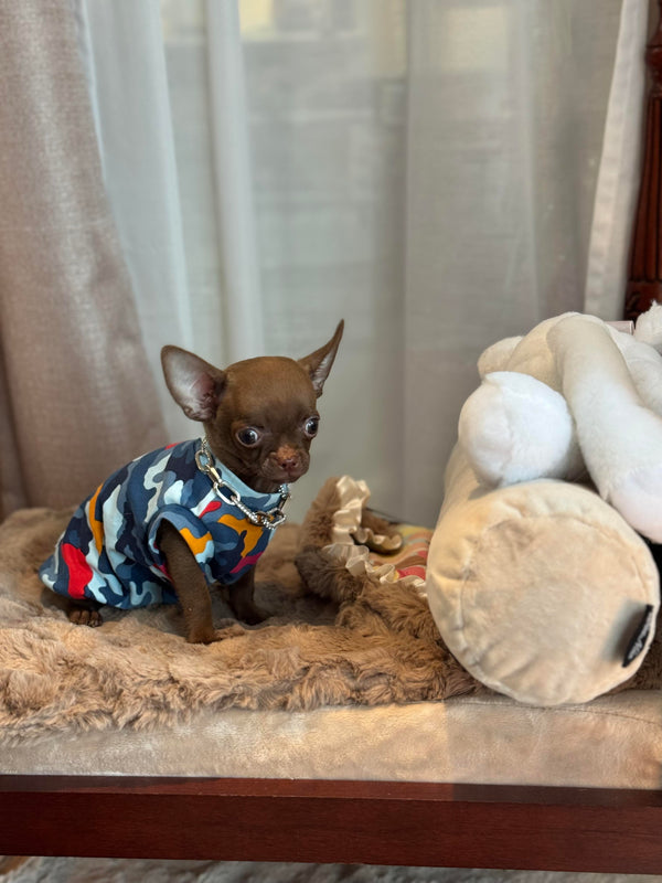 Chihuahua