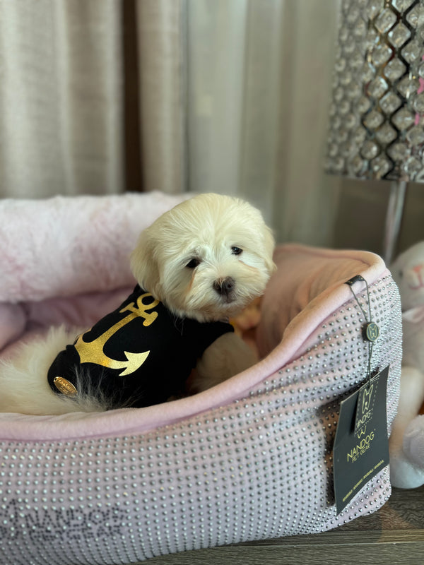 Bichon maltais
