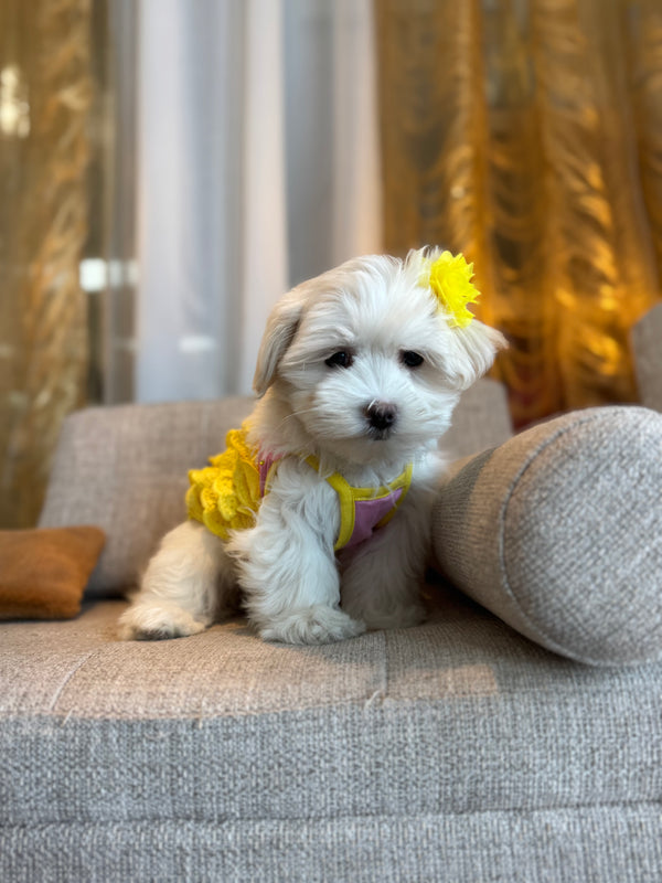 Bichon maltais