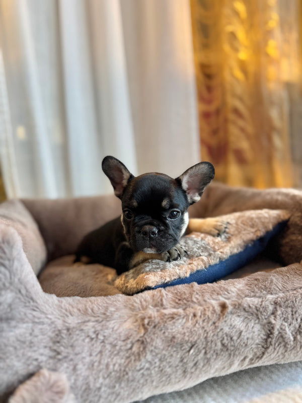 Bouledogue français