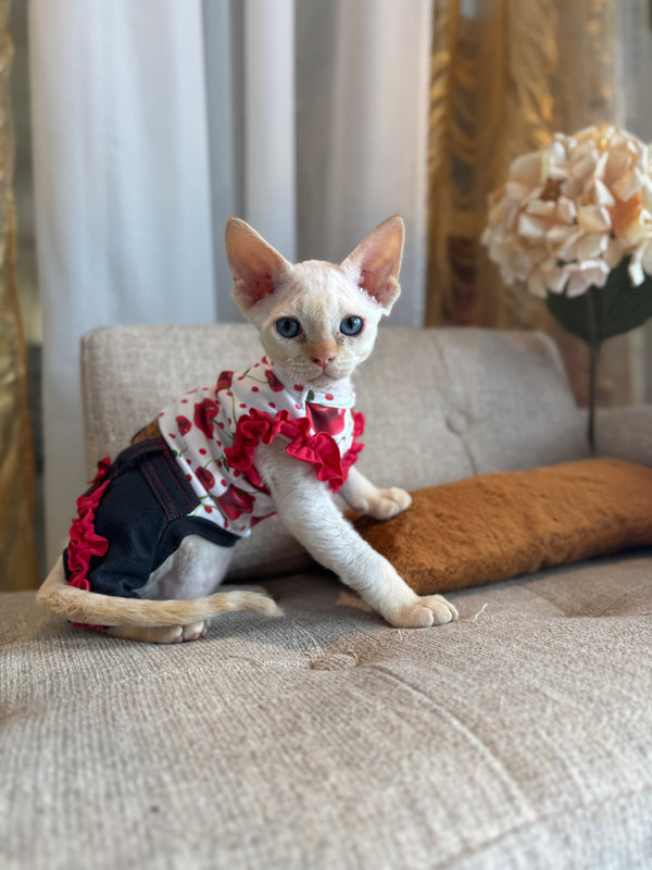 Devon Rex