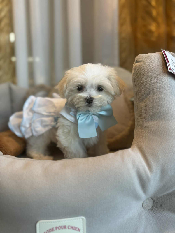 Bichon maltais