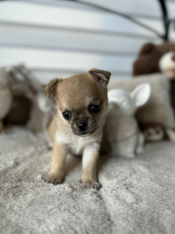 Chihuahua