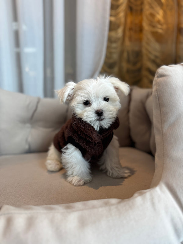 Bichon maltais