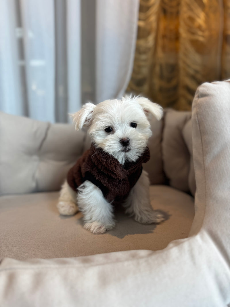 Bichon maltais