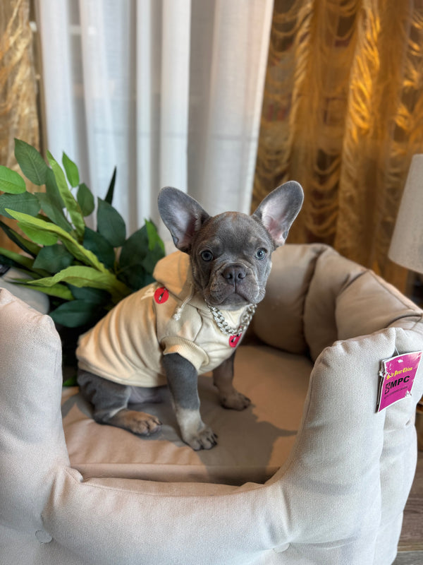 Bouledogue français