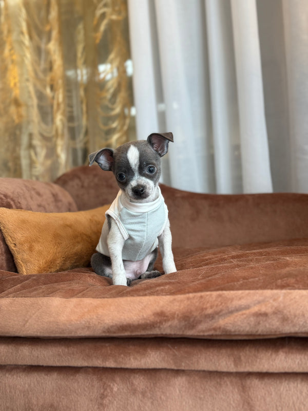 Chihuahua