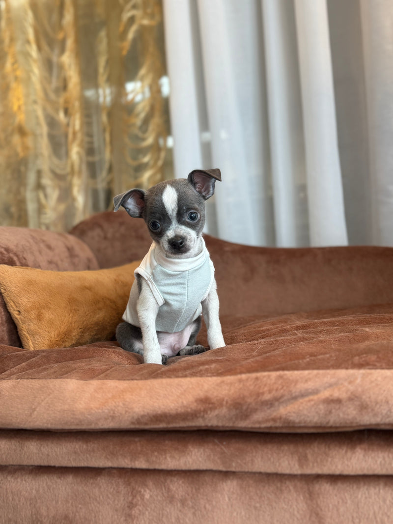 Chihuahua