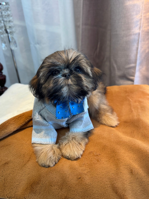 Shihtzu