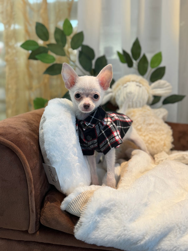 Chihuahua
