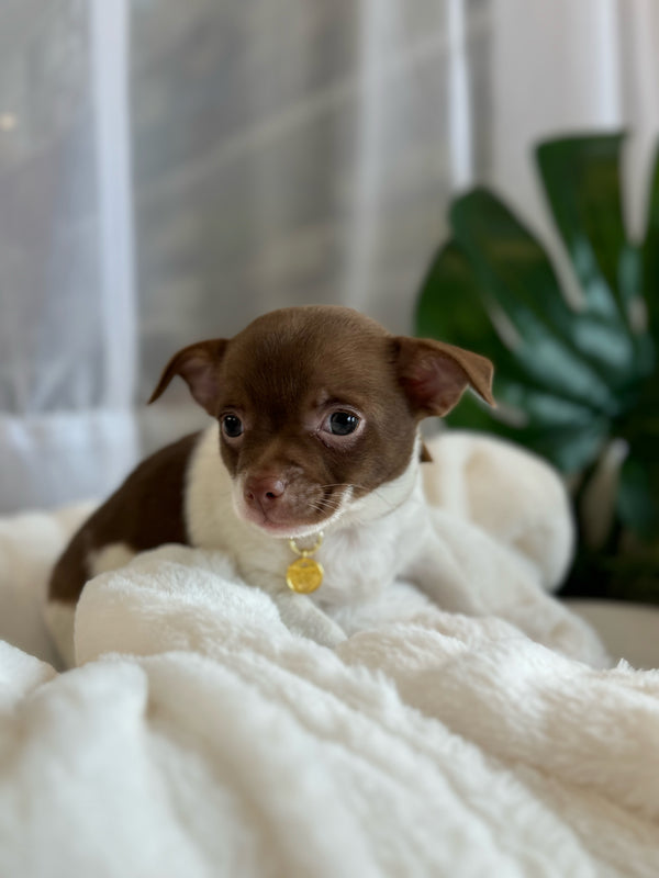 Bichon x Dachshund