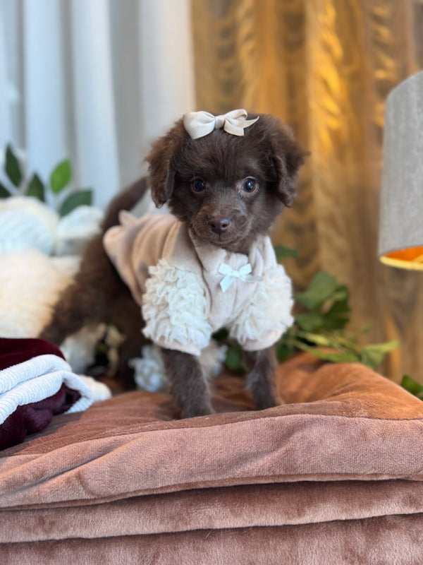 Caniche x Pomeranien
