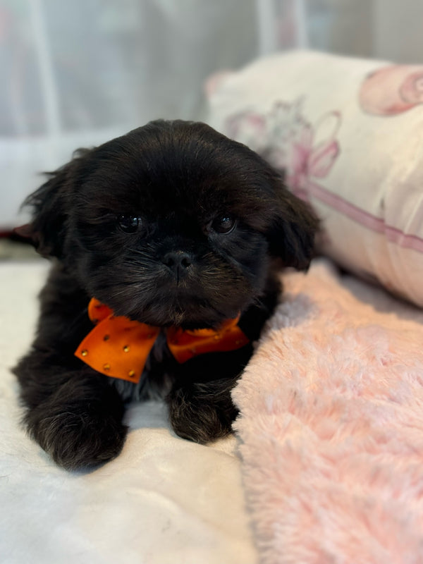 Shih tzu