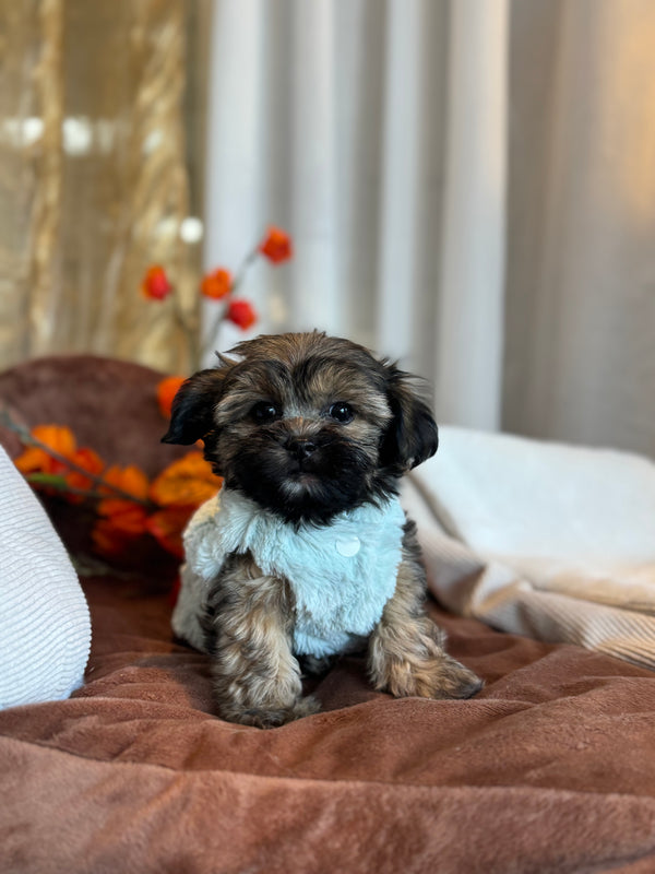Yorkshire x Shih tzu