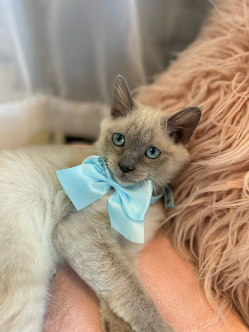 Tonkinese x Burmese